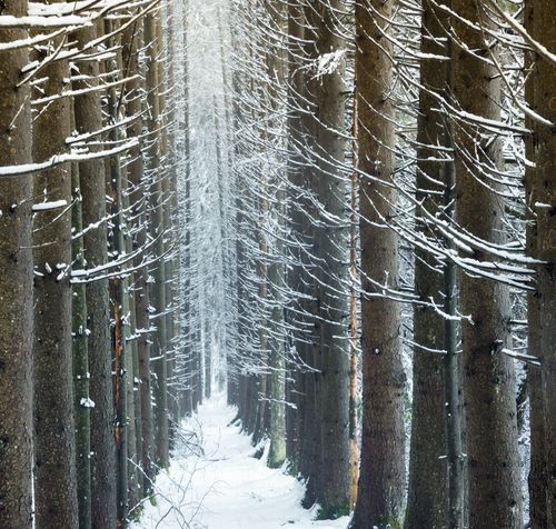 Free stock photo of beauty, cold, mystery Stock Photo