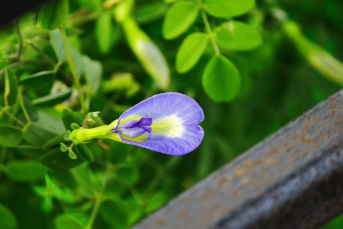Assorted high-fiber foods including beans, lentils, oats, nuts, and vegetables