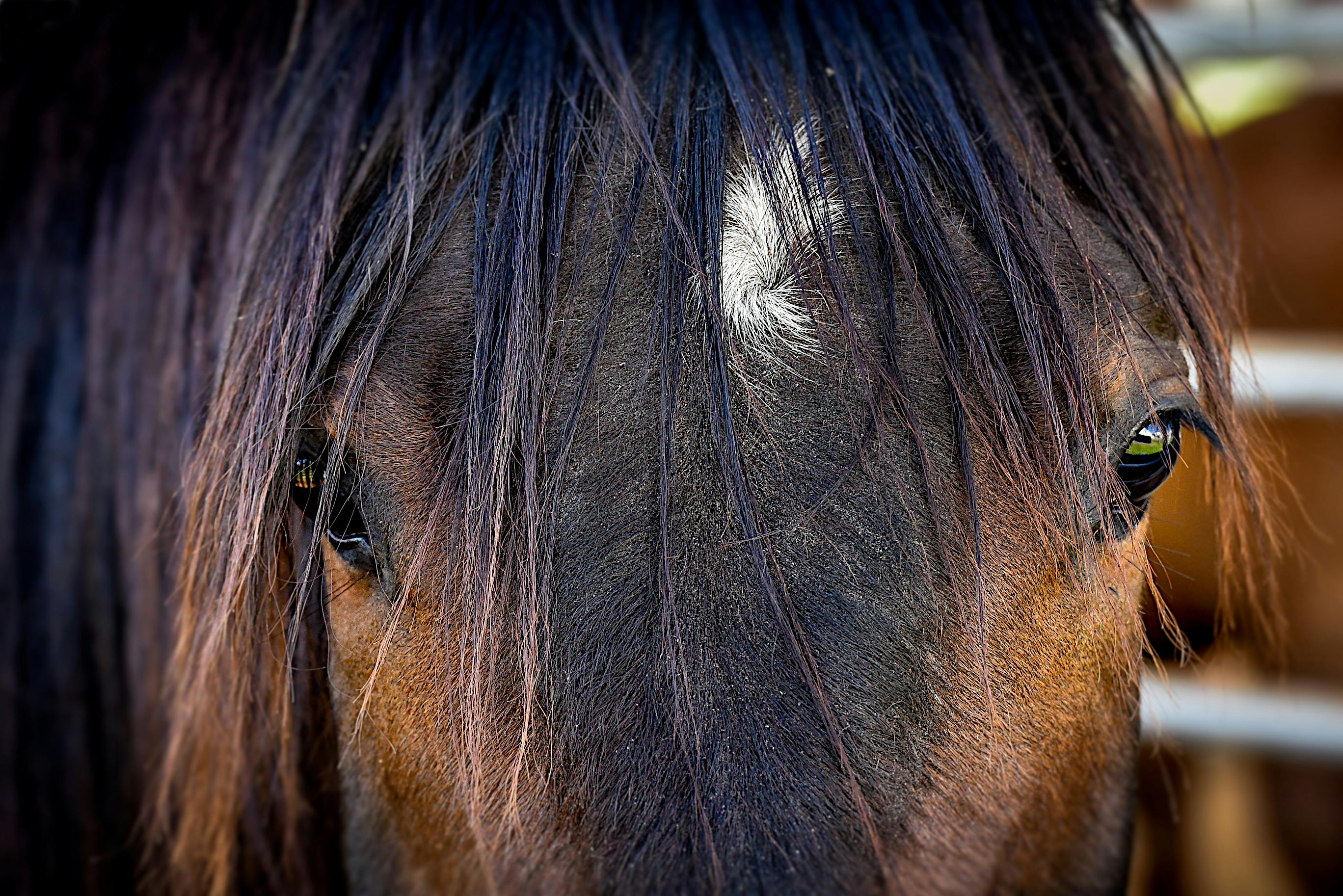 馬 馬の目 馬の頭の無料の写真素材