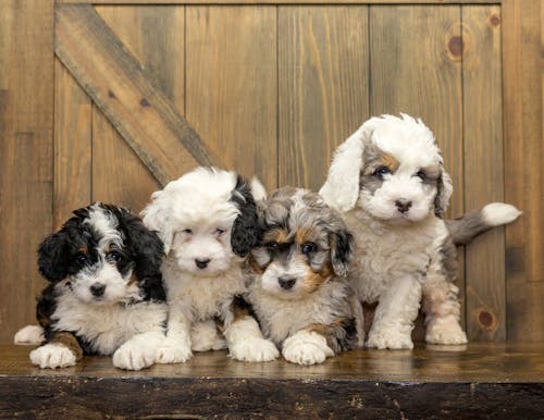 Free White and Black Long Coated Puppies on Wooden Floor Stock Photo
