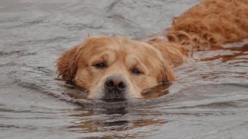 Foto profissional grátis de água, cachorro marrom, fechar-se