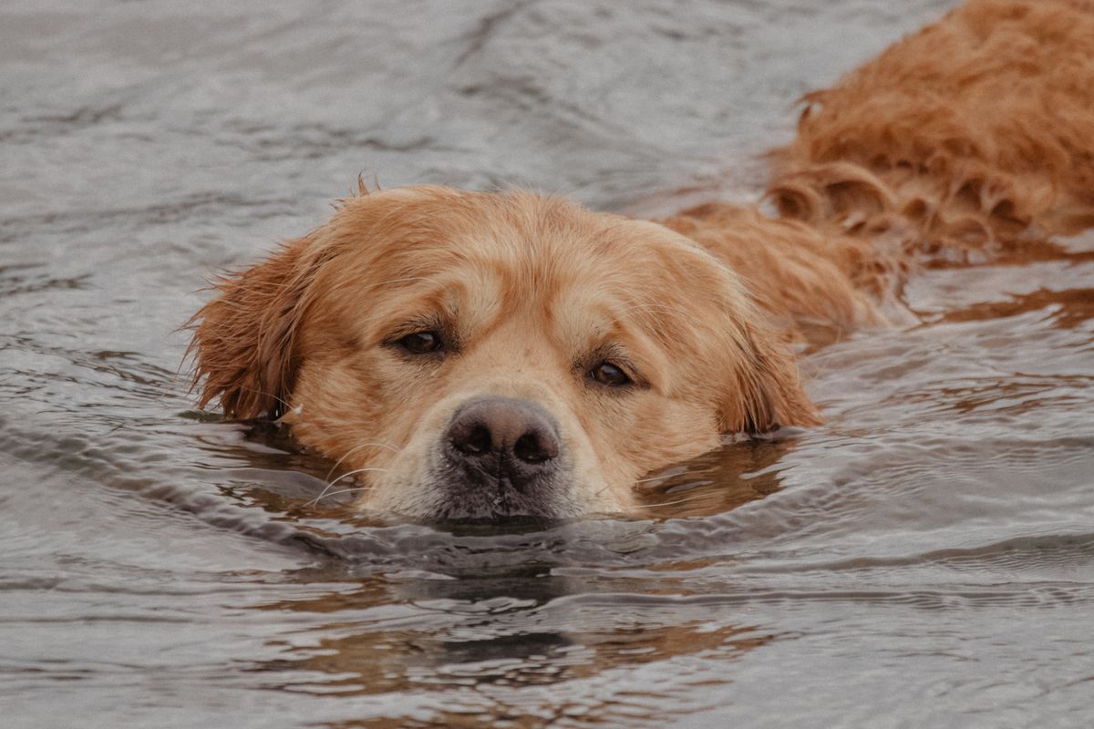 Retriever de la Nouvelle-Écosse : caractère et besoins - Le caractère du Retriever de la Nouvelle-Écosse