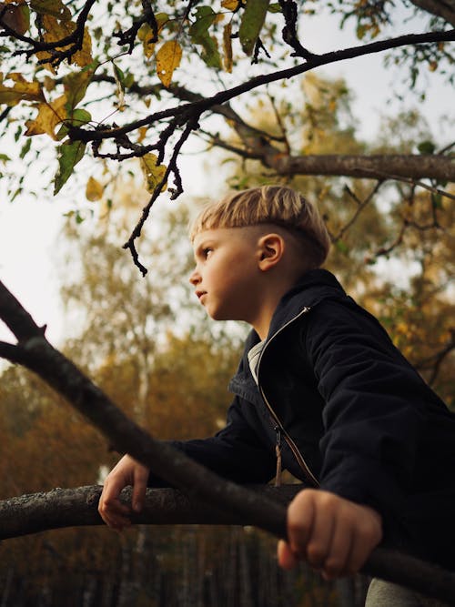 Gratis stockfoto met boomtak, jas, jeugd