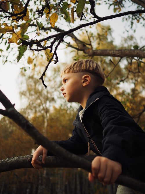 Free Young boy climbing a tree branch in an autumn forest, exploring nature. Stock Photo