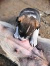 A Close-Up Shot of a Nursing Puppy