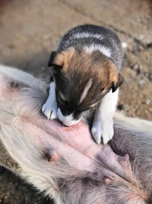 goberian puppy health