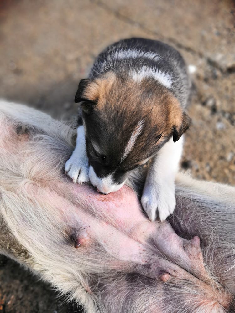 A Close-Up Shot Of A Nursing Puppy