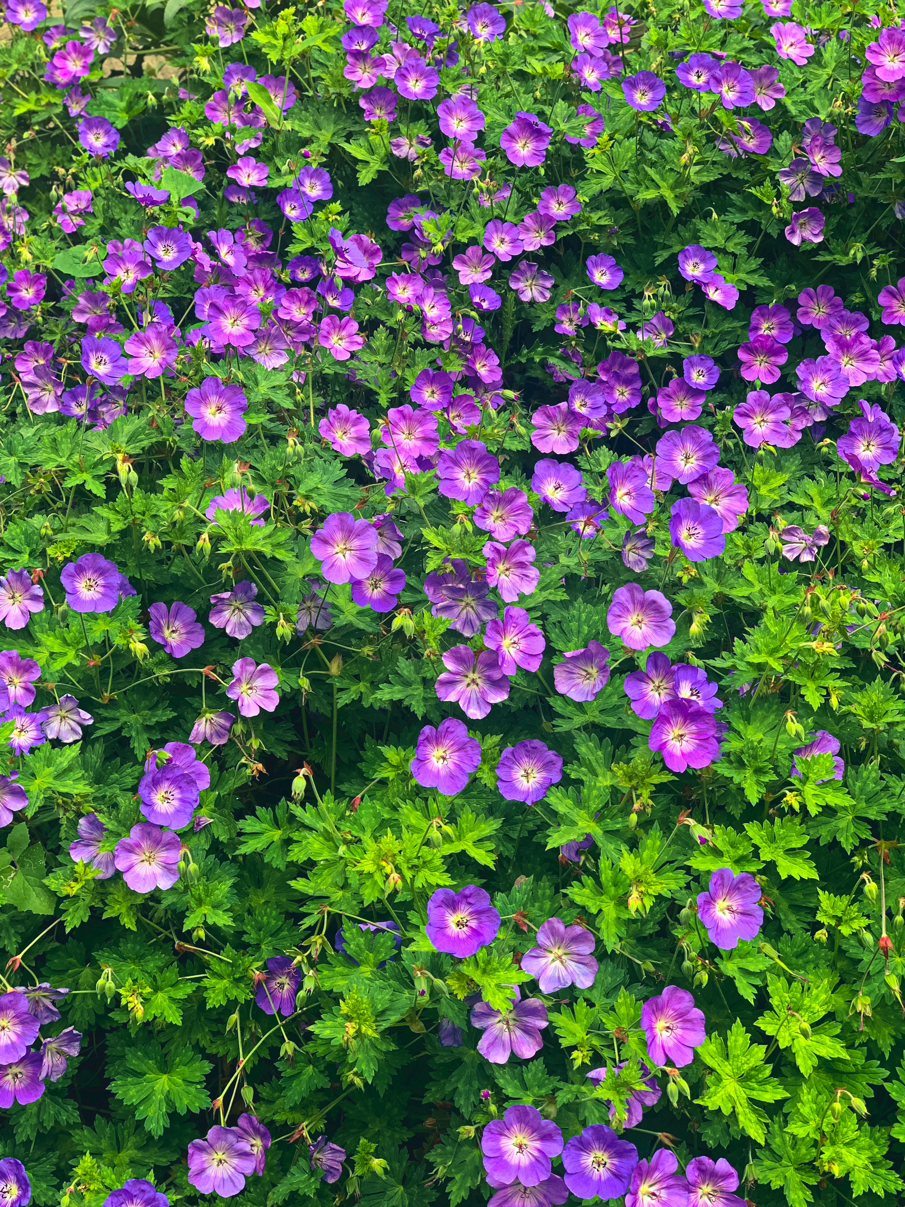 [ColoSach]-a-lush-garden-filled-with-vibrant-purple-geranium-flowers-surrounded-by-green-foliage.