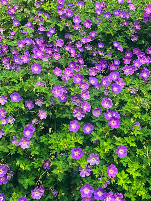 Ilmainen kuvapankkikuva tunnisteilla geranium wallichianum, kasvi, kasvikunta