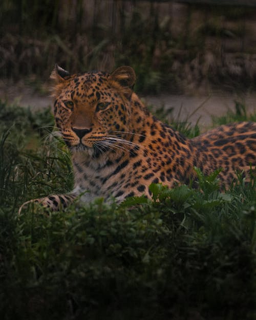 Free Leopard Lying on Grass Land Stock Photo