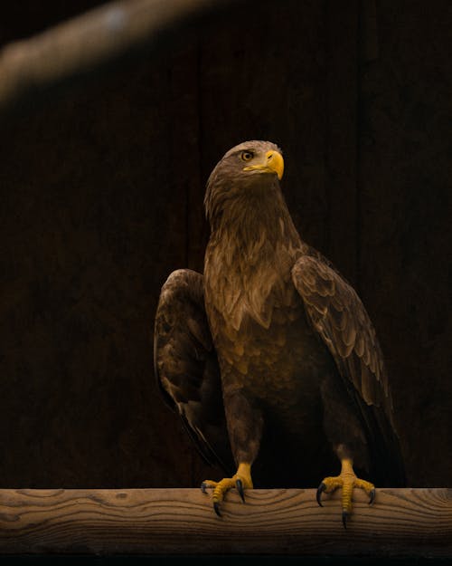 Free Perched White-tailed Eagle  Stock Photo