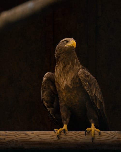 Perched White-tailed Eagle 