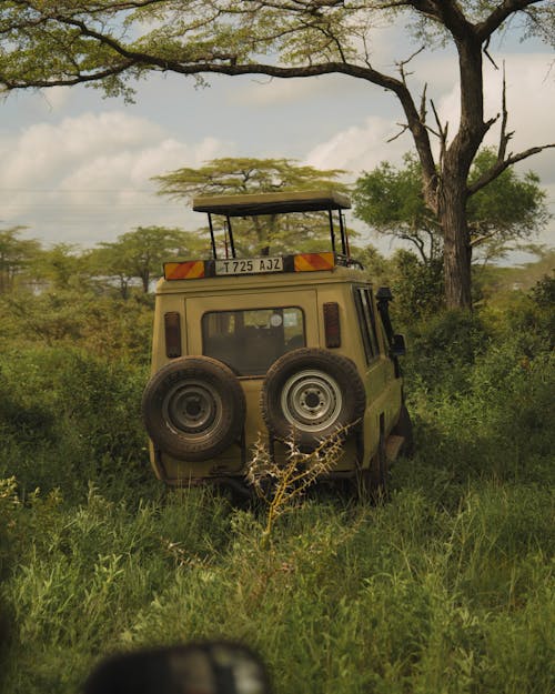 Abandoned Truck under a Tree