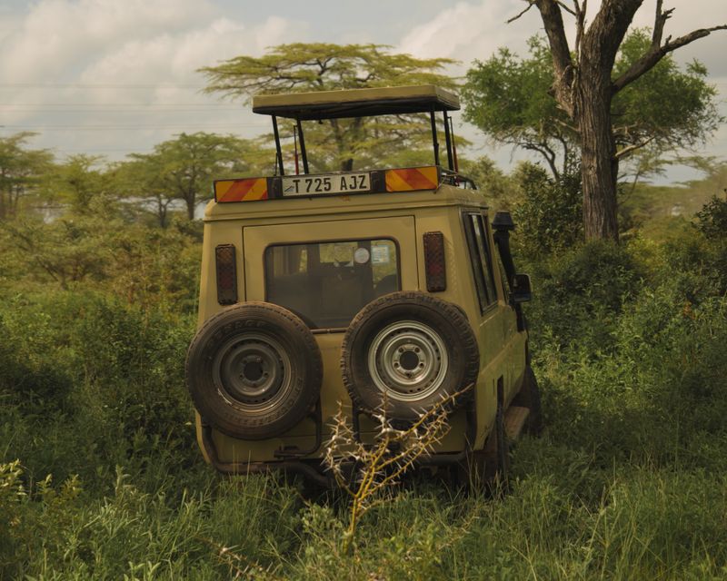 Lion resting on the savannah in the Masai Mara, Kenya