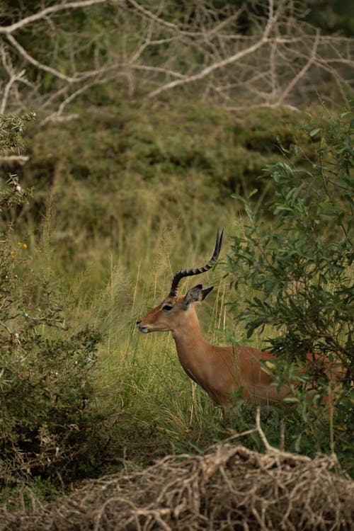 An Impala Standing on Green Grass