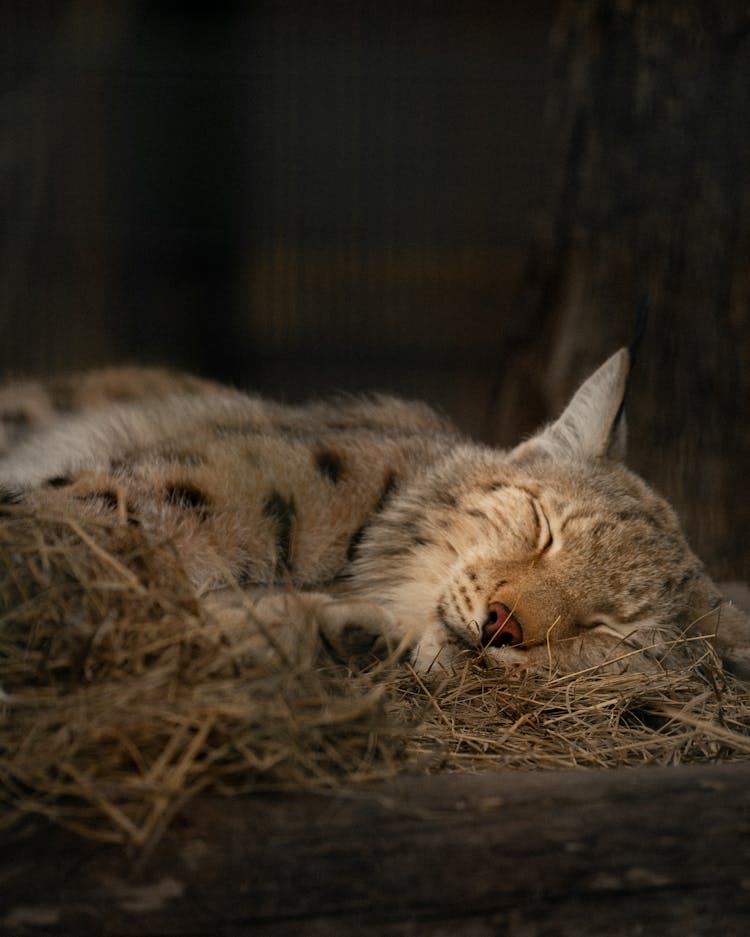 Bobcat Sleeping On Dried Grass