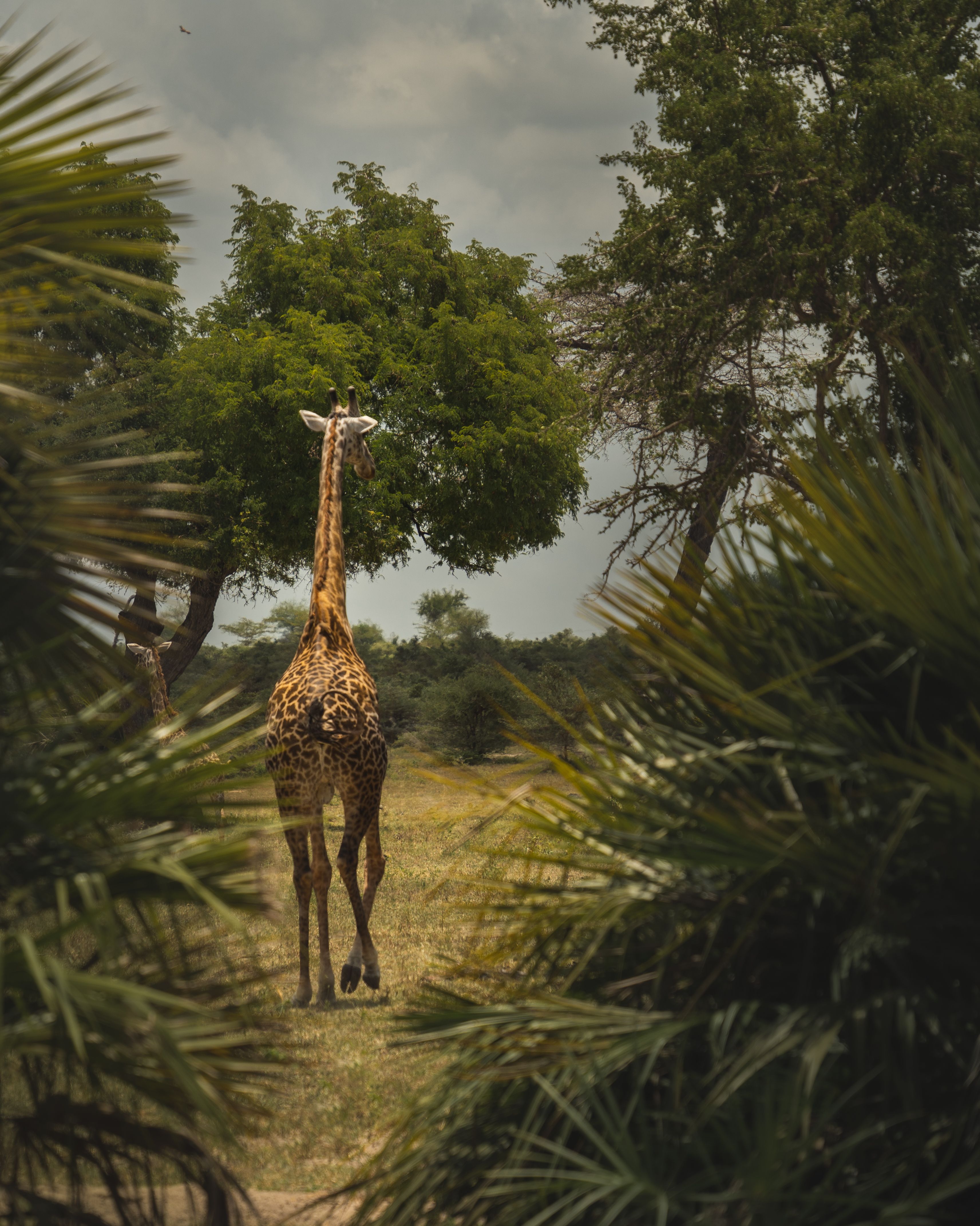 Back View Shot of Giraffe on Green Grass Field · Free Stock Photo