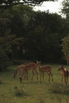 A group of impalas grazing in the lush green savannah, showcasing African wildlife in its natural habitat.