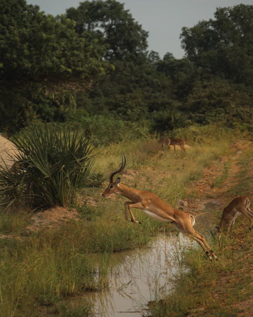 Antelopes Beside the River