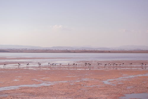 Free Flamingos on Wetland Stock Photo