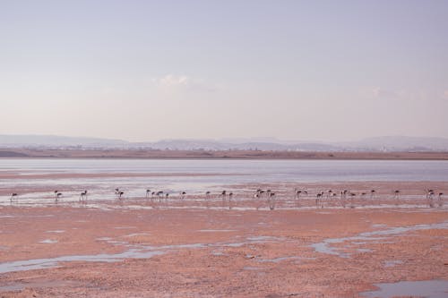 Fotos de stock gratuitas de agua, al aire libre, animal