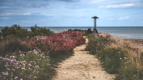 Fiori Bianchi E Rossi Vicino Al Mare Durante Il Giorno