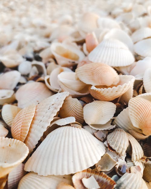 Macro Shot of Seashells on a Beach