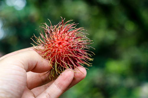 Close-Up Shot of a Person Holding a Rambutan