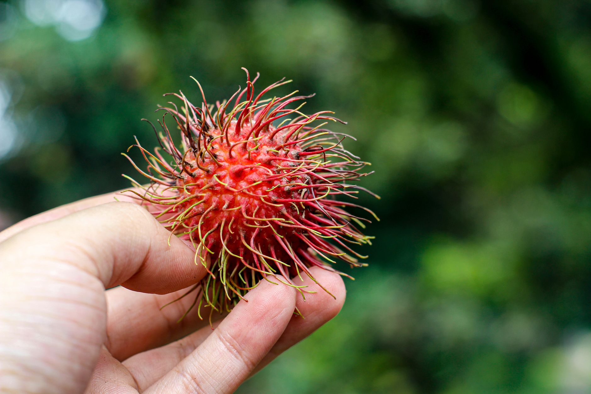 Mengapa Makan Rambutan Baik untuk Kolesterol