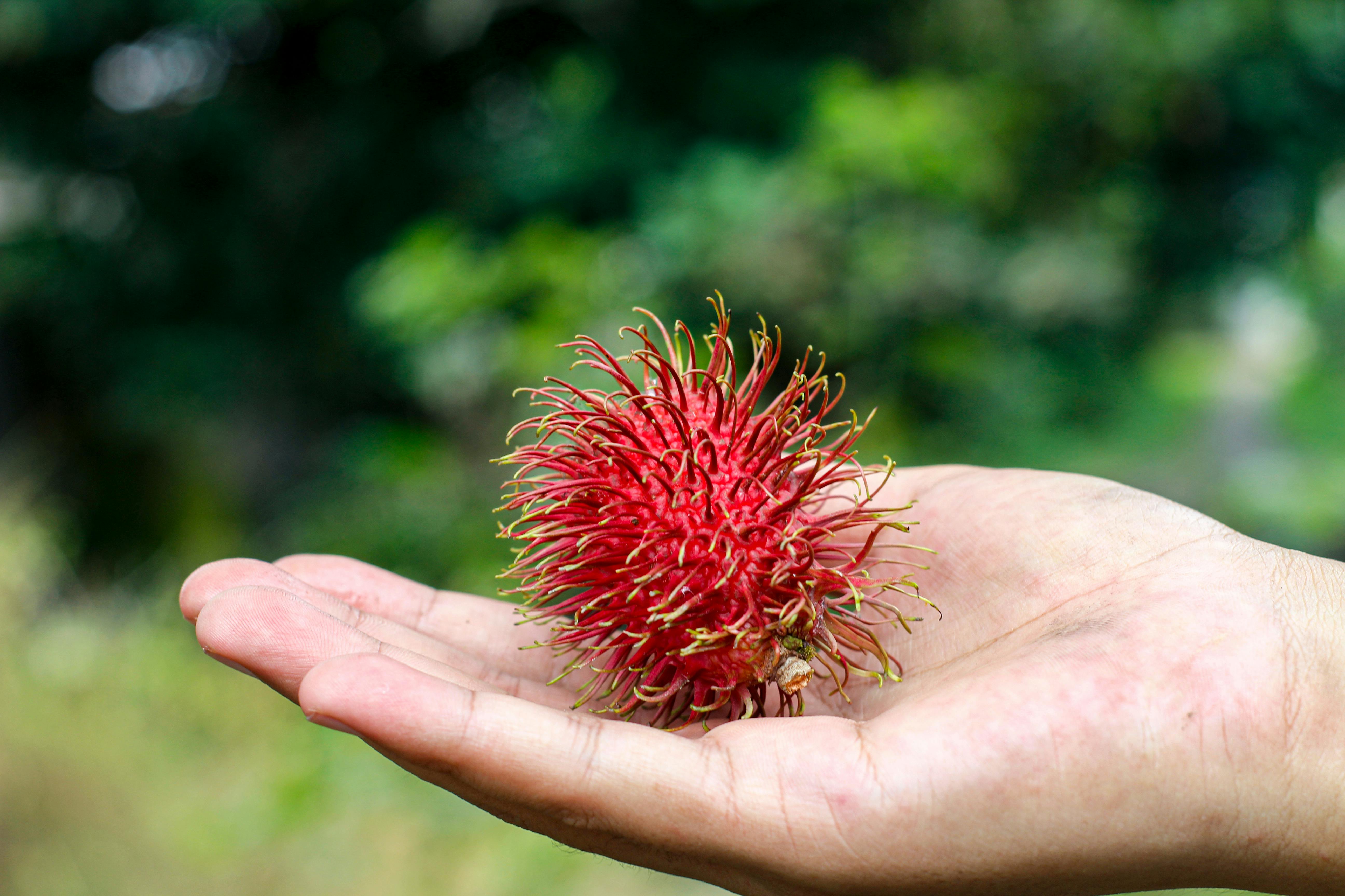 Rambutan Photos, Download The BEST Free Rambutan Stock Photos & HD Images