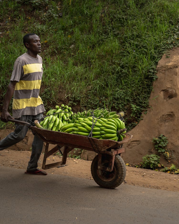 A Man Pushing Wheelbarrow With Green Bananas