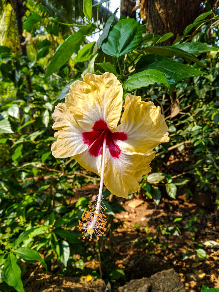 Close-Up Shot Of Yellow Hawaiian Hibiscus In Bloom