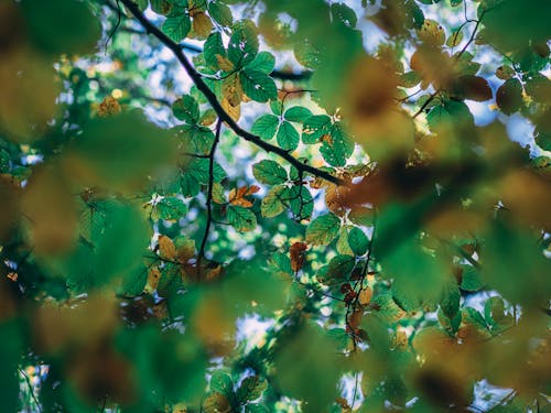 Free stock photo of autumn mood forest, forest, golden yellow