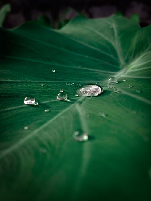 Free Macro shot of a green leaf with dew droplets, highlighting nature's intricate details. Stock Photo