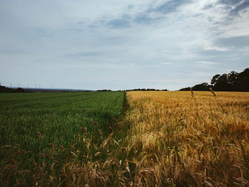 Wheat Field Under Cloudy Sky