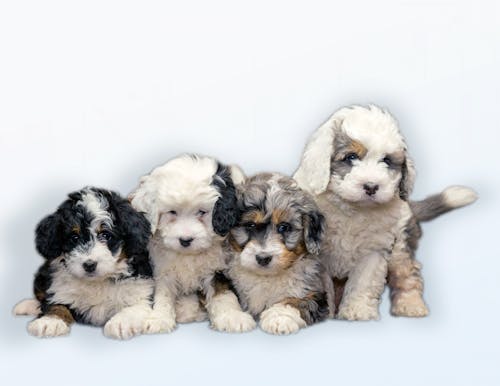 Free stock photo of bernedoodle, bernedoodle puppies, cute Stock Photo