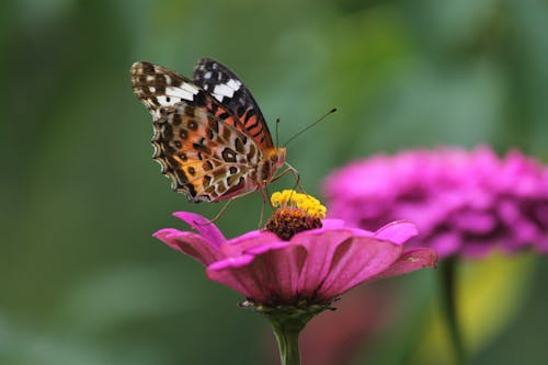 Macro Shot of a Butterfly Pollinating a Purple Flower