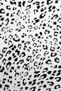 Close-Up Shot of a Black and White Leopard Print