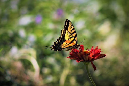 Foto profissional grátis de animais selvagens, borboleta, flor