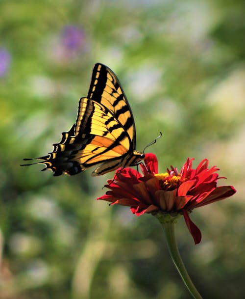 Macro Shot of a Butterfly Pollinating a Red Flower