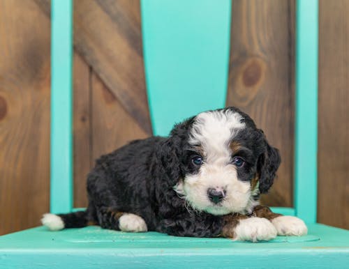 Free Close-Up Shot of a Cute Bernedoodle Puppy Stock Photo
