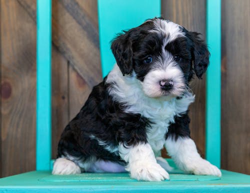 Free Fotos de stock gratuitas de bernedoodle, cachorro de mirada triste, cachorro en una silla Stock Photo