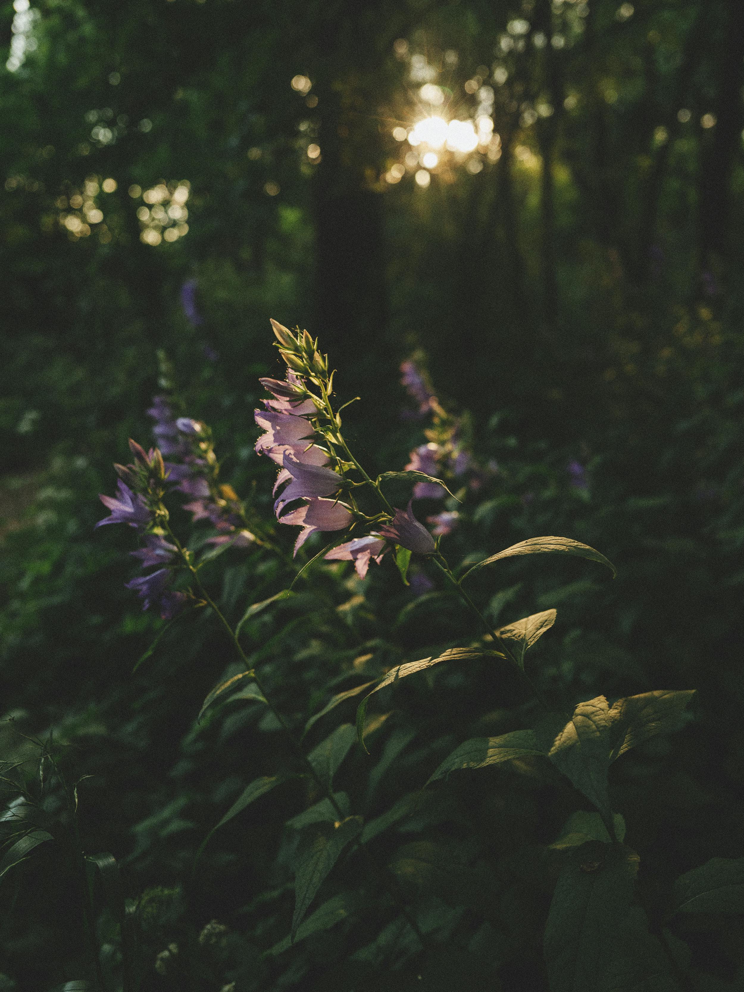 Purple flowers illuminated by sunset light in a tranquil forest setting.
