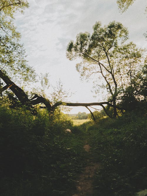 Fotos de stock gratuitas de al aire libre, arboles, bosque