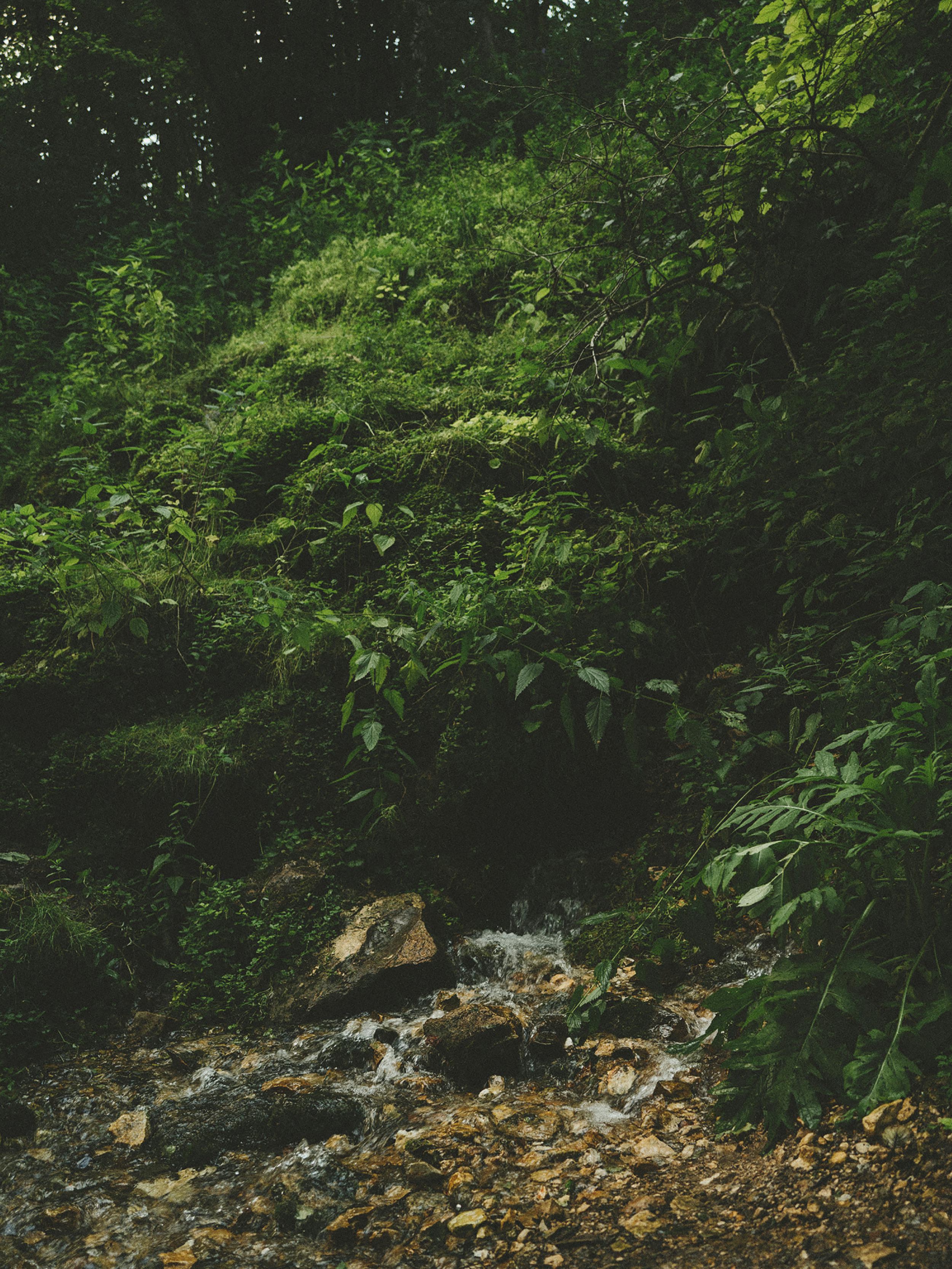 Captivating view of a lush forest stream surrounded by rocks and vibrant greenery.
