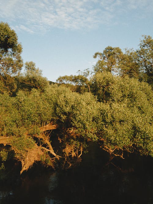 Бесплатное стоковое фото с вертикальный выстрел, деревья, обои для мобильного телефона