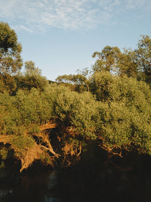 Imagine de stoc gratuită din arbori, cer senin, fotografiere verticală