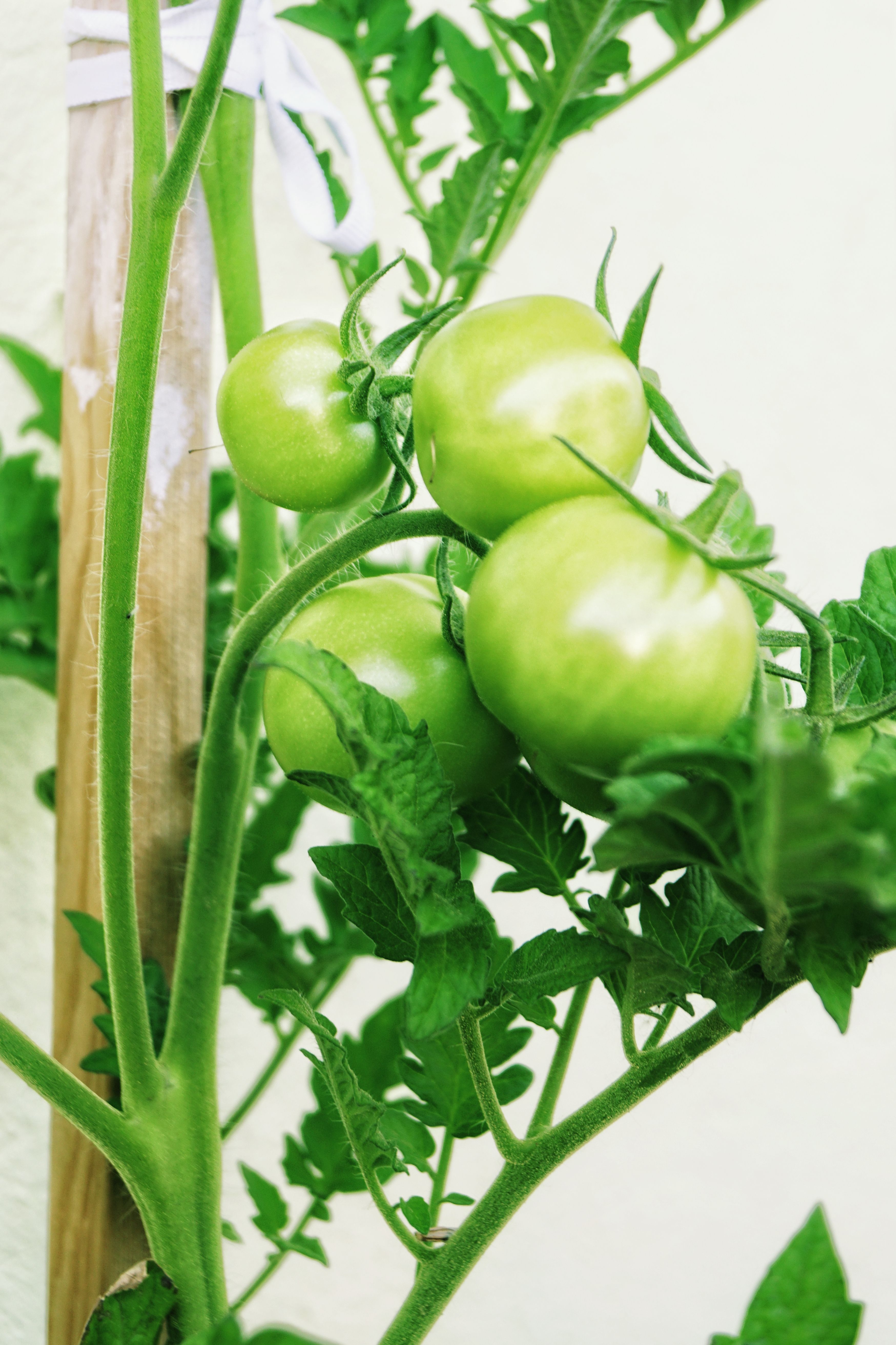 Heirloom tomatoes