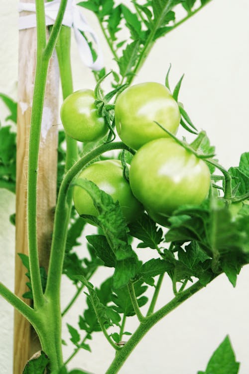 Tomato Plant Bearing Fruit