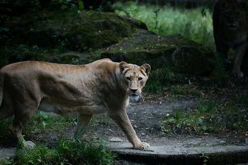 A Lioness Walking on the Jungle